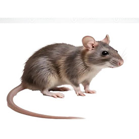 Rodent Control Services in Pune