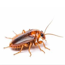 Cockroach Control Management